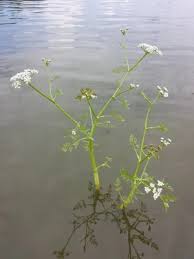 Attēlu rezultāti vaicājumam “Oenanthe aquatica leaf”