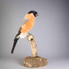 Attēlu rezultāti vaicājumam “Pyrrhula pyrrhula”