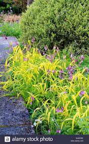 Attēlu rezultāti vaicājumam “Milium effusum flower”