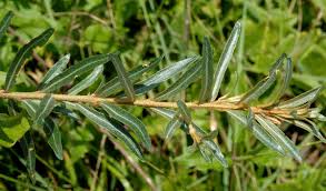 Attēlu rezultāti vaicājumam “Hippophae rhamnoides leaf”