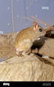 Attēlu rezultāti vaicājumam “Muridae”