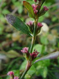 Attēlu rezultāti vaicājumam “Polygonum aviculare flower”