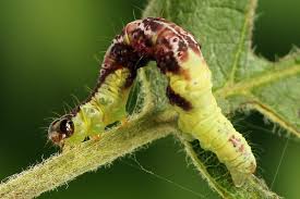 Attēlu rezultāti vaicājumam “Hydrelia sylvata”