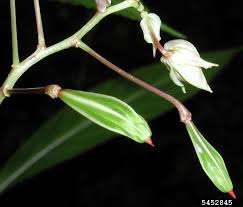 Attēlu rezultāti vaicājumam “Impatiens glandulifera fruit”