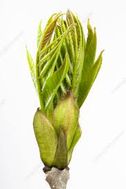 Attēlu rezultāti vaicājumam “Fraxinus excelsior bud”