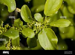 Attēlu rezultāti vaicājumam “Rhamnus cathartica leaf”