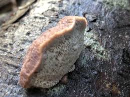 Attēlu rezultāti vaicājumam “Leptoporus mollis”
