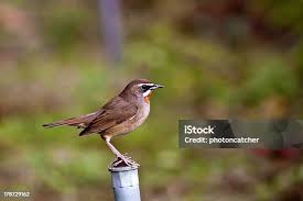 Image result for Luscinia calliope