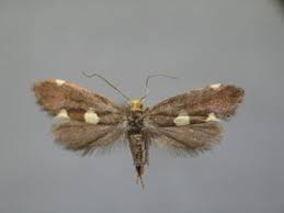 Attēlu rezultāti vaicājumam “Incurvaria oehlmanniella”