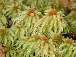 Attēlu rezultāti vaicājumam “Sphagnum palustre”