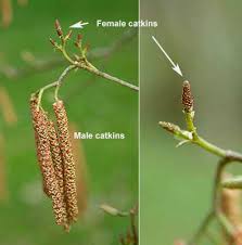 Attēlu rezultāti vaicājumam “Alnus incana female flower”