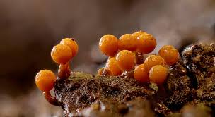 Attēlu rezultāti vaicājumam “Hemitrichia decipiens young”