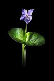 Attēlu rezultāti vaicājumam “Viola epipsila”