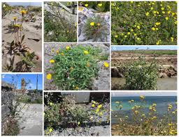 Attēlu rezultāti vaicājumam “Sonchus arvensis subsp. uliginosus fruit”