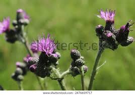 Attēlu rezultāti vaicājumam “Cirsium palustre flower”