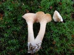 Attēlu rezultāti vaicājumam “Hydnum rufescens”