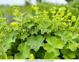 Attēlu rezultāti vaicājumam “Trachyspora intrusa”