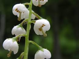 Attēlu rezultāti vaicājumam “Pyrola media”