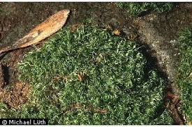 Attēlu rezultāti vaicājumam “Paraleucobryum longifolium”