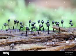 Attēlu rezultāti vaicājumam “Lamproderma columbinum”