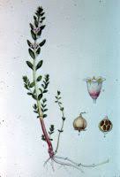 Attēlu rezultāti vaicājumam “Glaux maritima leaf”