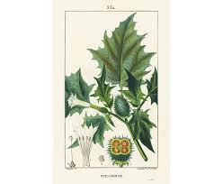 Attēlu rezultāti vaicājumam “Datura stramonium fruit”