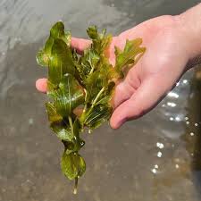 Attēlu rezultāti vaicājumam “Potamogeton perfoliatus”