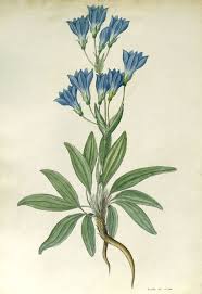 Image result for Thaddus Haenke