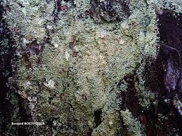 Attēlu rezultāti vaicājumam “Hypocenomyce scalaris”