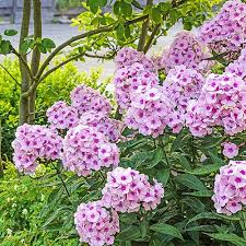 Image result for Phlox paniculata `Bright Eyes`