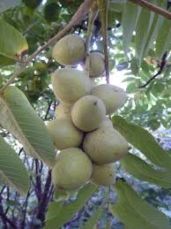 Attēlu rezultāti vaicājumam “Juglans ailanthifolia”