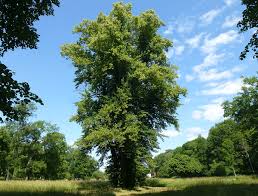 Attēlu rezultāti vaicājumam “Tilia x moltkei leaf”