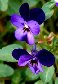 Attēlu rezultāti vaicājumam “Viola tricolor flower”