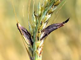 Attēlu rezultāti vaicājumam “Claviceps purpurea”