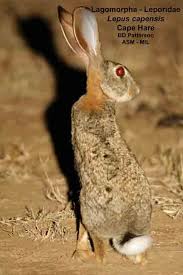 Attēlu rezultāti vaicājumam “Lepus sp.”