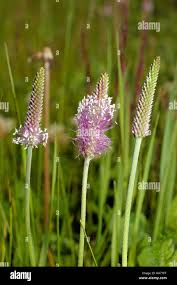 Attēlu rezultāti vaicājumam “Plantago media bud”