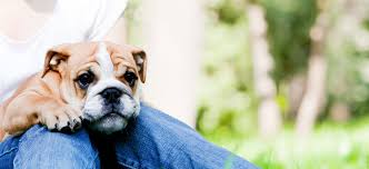 Image result for apupy