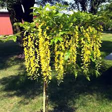 Attēlu rezultāti vaicājumam “Laburnum alpinum flower”