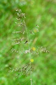 Attēlu rezultāti vaicājumam “Deschampsia flexuosa”