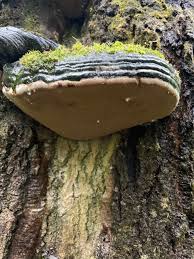 Attēlu rezultāti vaicājumam “Phellinus populicola”