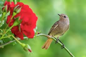 Attēlu rezultāti vaicājumam “Phoenicurus ochruros”