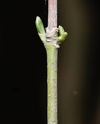 Attēlu rezultāti vaicājumam “Euonymus europaeus bud”
