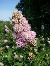 Attēlu rezultāti vaicājumam “Spiraea salicifolia flower”