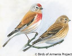 Attēlu rezultāti vaicājumam “Carduelis cannabina adult”