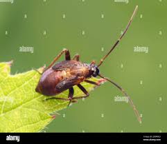 Attēlu rezultāti vaicājumam “Adelphocoris seticornis”