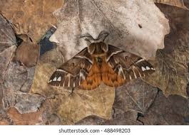 Attēlu rezultāti vaicājumam “Endromidae”