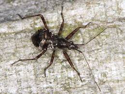 Attēlu rezultāti vaicājumam “Himacerus apterus”