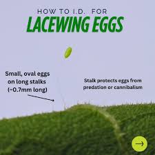 Attēlu rezultāti vaicājumam “Chrysopa eggs”