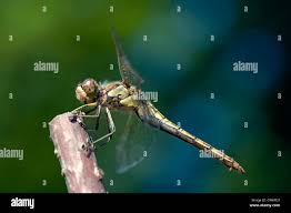 Attēlu rezultāti vaicājumam “Sympetrum vulgatum female”