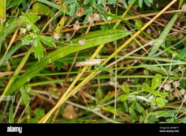 Attēlu rezultāti vaicājumam “Pediasia fascelinella”